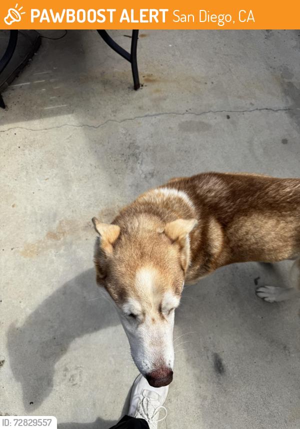 Found/Stray Female Dog last seen Moonlite liquor, San Diego, CA 92114