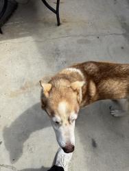 Found/Stray Female Dog last seen Moonlite liquor, San Diego, CA 92114