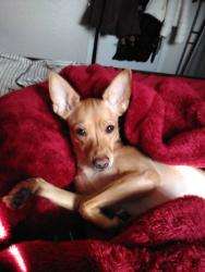 Reunited Female Dog last seen Near San Jose Rd, El Paso, TX 79915, USA, El Paso, TX 79915