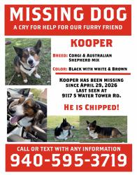 Lost Male Dog last seen North Fork ests, Saginaw, TX 76179