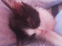 Lost Male Cat last seen Rua São Bartolomeu , Menino Deus, RS 90880-481