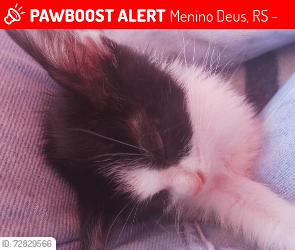 Lost Male Cat last seen Rua São Bartolomeu , Menino Deus, RS 90880-481