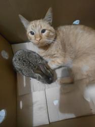 Lost Male Cat last seen Trapnell Rd Turkey creek area, Dover, FL 33527