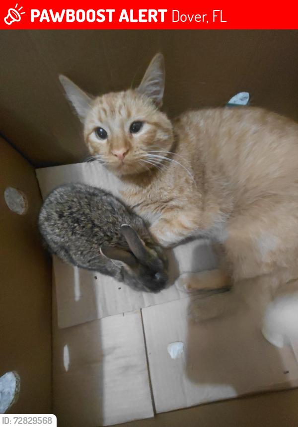 Lost Male Cat last seen Trapnell Rd Turkey creek area, Dover, FL 33527