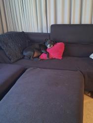 Lost Female Dog last seen Torrent walking path, Henley Beach South, SA 5022