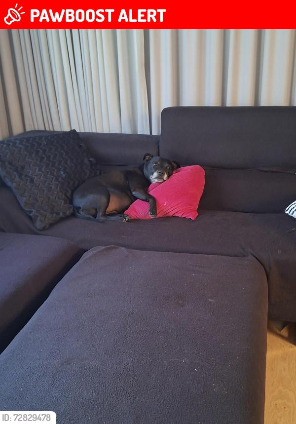 Lost Female Dog last seen Torrent walking path, Henley Beach South, SA 5022