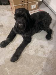 Found/Stray Male Dog last seen Canyon Cove subdivision , Holladay, UT 84121