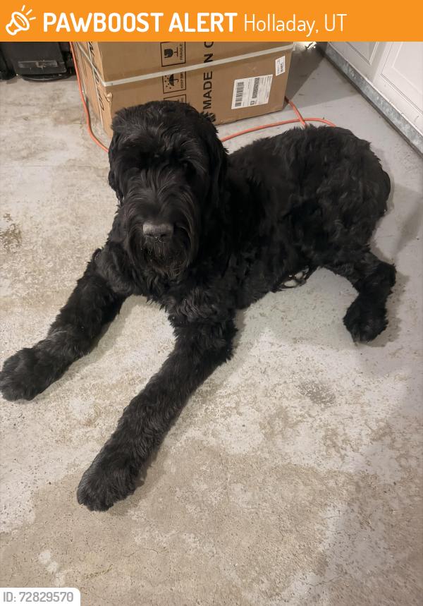 Found/Stray Male Dog last seen Canyon Cove subdivision, Holladay, UT 84121
