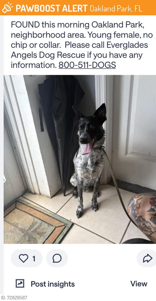 Found/Stray Female Dog last seen NE 1 ave, by Andrews Ave, Oakland Park, FL 33334