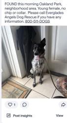 Found/Stray Female Dog last seen NE 1 ave, by Andrews Ave, Oakland Park, FL 33334