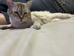 Reunited Male Cat last seen Alexander and Jones, North Las Vegas, NV 89032