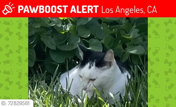 Lost Female Cat last seen Highlander Rd & Darnoch Way (Torn down elementary school), Los Angeles, CA 91307