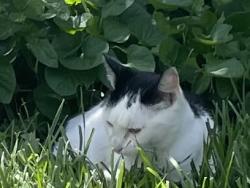 Lost Female Cat last seen Highlander Rd & Darnoch Way (Torn down elementary school), Los Angeles, CA 91307