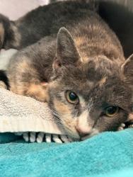 Shelter Stray Female Cat last seen Near Alcan, CITY of El Paso, TX, Fort Bliss, TX 79906