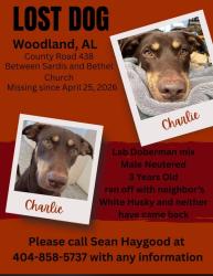 Lost Male Dog last seen County Road 438, Randolph County, AL 36280