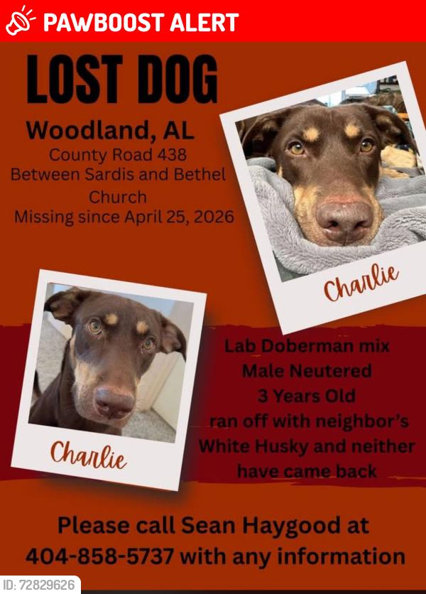 Lost Male Dog last seen County Road 438, Randolph County, AL 36280
