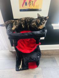 Reunited Female Cat last seen Englehardt dr, Raleigh, NC 27613