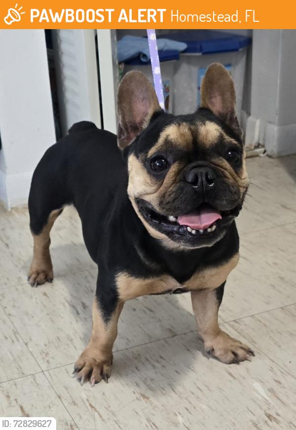 Found/Stray Female Dog last seen Near west palm, Homestead, FL 33030