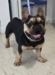 Found/Stray Female Dog last seen Near west palm, Homestead, FL 33030