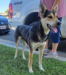 Found/Stray Female Dog last seen Near Dante and Webber, Fresno, CA 93722