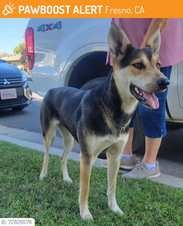 Found/Stray Female Dog last seen Near Dante and Webber, Fresno, CA 93722