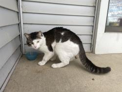 Found/Stray Unknown Cat last seen Pilot Knob Road, Apple Valley, MN 55124