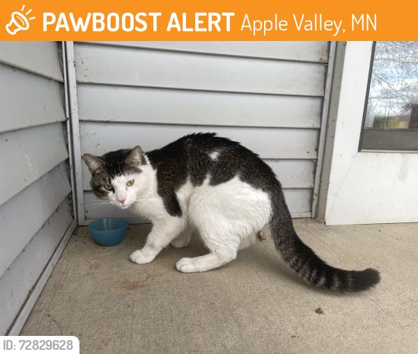 Found/Stray Unknown Cat last seen Pilot Knob Road, Apple Valley, MN 55124