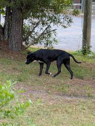 Found/Stray Unknown Dog last seen Vestal Ave & Sourwood Dr, Fayetteville, NC 28301