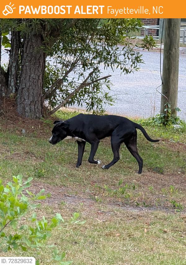 Found/Stray Unknown Dog last seen Vestal Ave & Sourwood Dr, Fayetteville, NC 28301