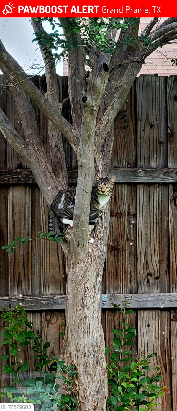 Lost Male Cat last seen Endicott-Walsh- Bardin, Grand Prairie, TX 75052
