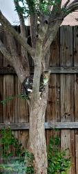 Lost Male Cat last seen Endicott-Walsh- Bardin, Grand Prairie, TX 75052