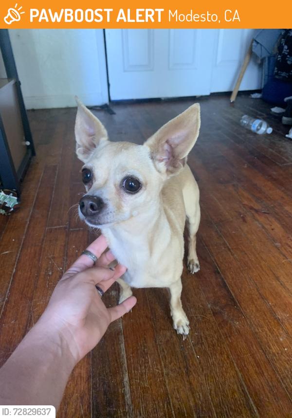 Found/Stray Female Dog last seen Elm st, Modesto, CA 95351