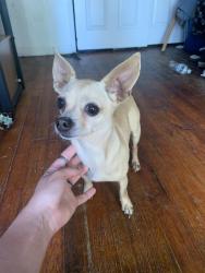 Found/Stray Female Dog last seen Elm st, Modesto, CA 95351