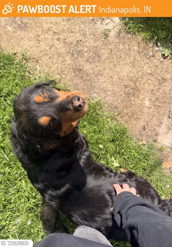 Found/Stray Female Dog last seen Keystone & Troy, Indianapolis, IN 46237