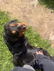 Found/Stray Female Dog last seen Keystone & Troy, Indianapolis, IN 46237