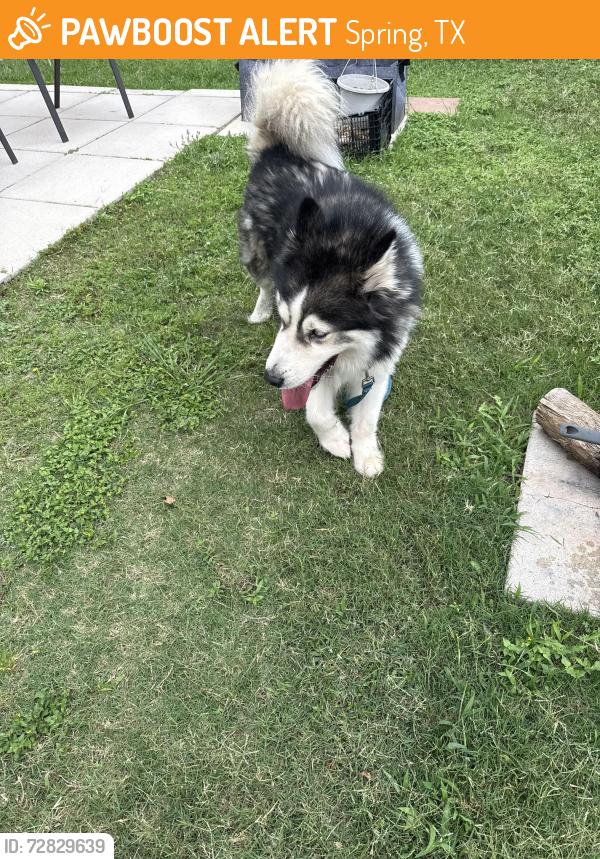 Found/Stray Unknown Dog last seen Near , Spring, TX 77373