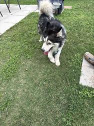 Found/Stray Unknown Dog last seen Near , Spring, TX 77373