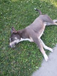 Found/Stray Male Dog last seen 8th Street , Stockton, CA 95206