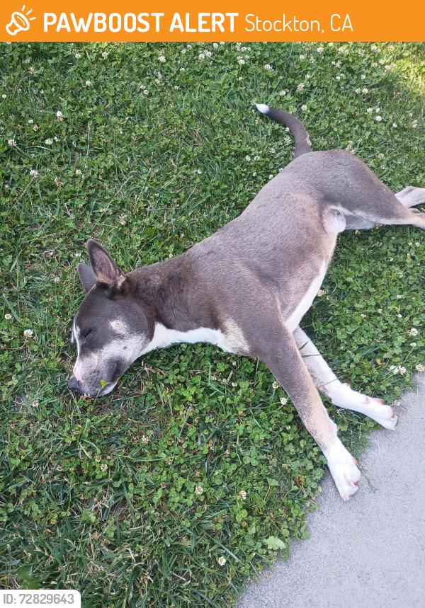 Found/Stray Male Dog last seen 8th Street , Stockton, CA 95206