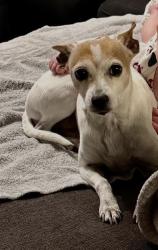 Lost Female Dog last seen Pebble Cir and Uhr by Northern Hills Golf Course, San Antonio, TX 78217