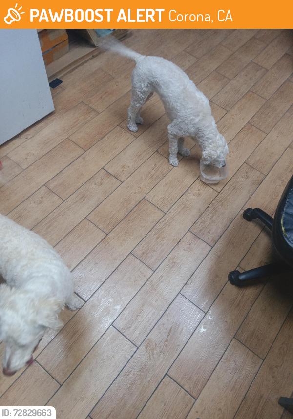 Found/Stray Female Dog last seen rimpau smoke shop , Corona, CA 92881