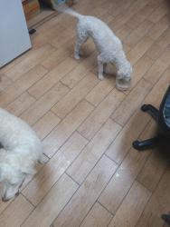 Found/Stray Female Dog last seen rimpau smoke shop , Corona, CA 92881