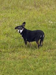 Lost Female Dog last seen 45th and Braden , Tulsa, OK 74135