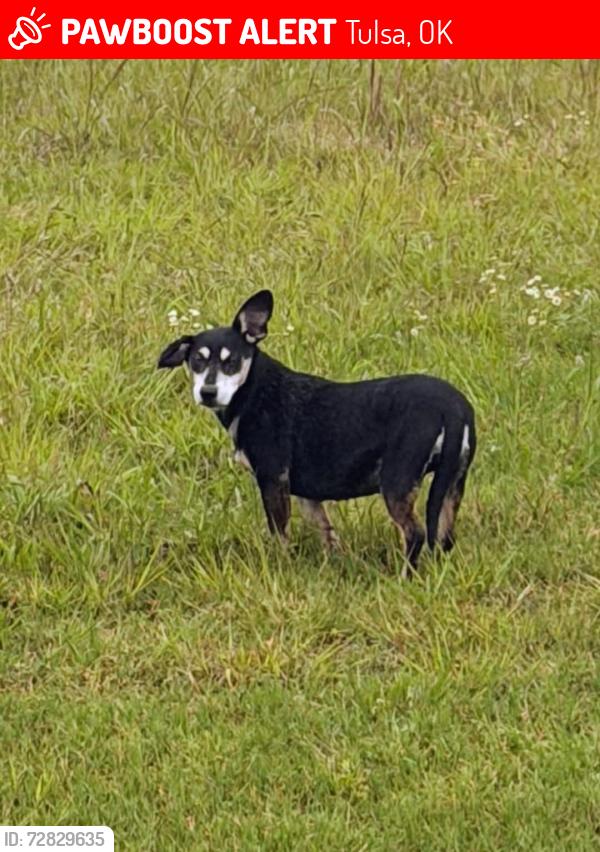 Lost Female Dog last seen 45th and Braden , Tulsa, OK 74135