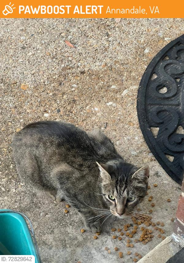 Found/Stray Unknown Cat last seen Americana Drive, Annandale, VA 22003
