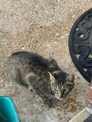 Found/Stray Unknown Cat last seen Americana Drive, Annandale, VA 22003