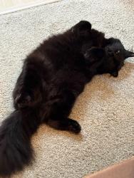 Lost Male Cat last seen Near SW son Street, Portland, OR 97224