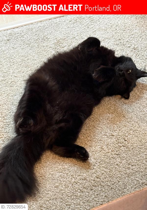 Lost Male Cat last seen Near SW son Street, Portland, OR 97224