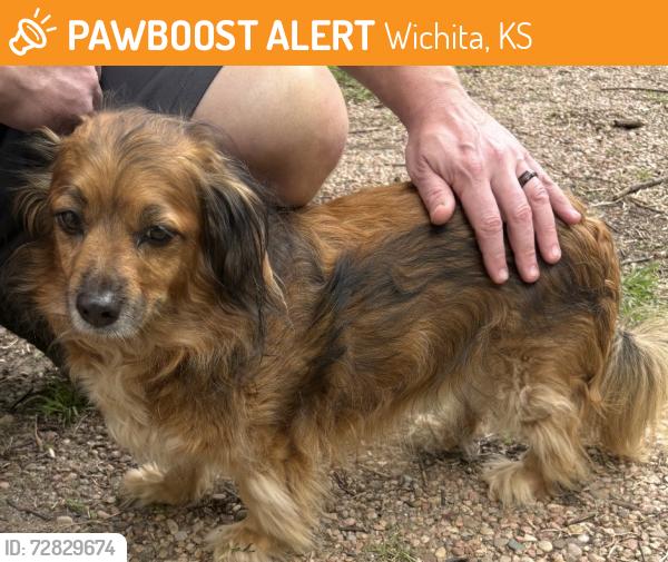 Found/Stray Male Dog last seen Harrison and Faulkner, Wichita, KS 67203