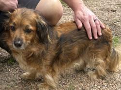 Found/Stray Male Dog last seen Harrison and Faulkner, Wichita, KS 67203